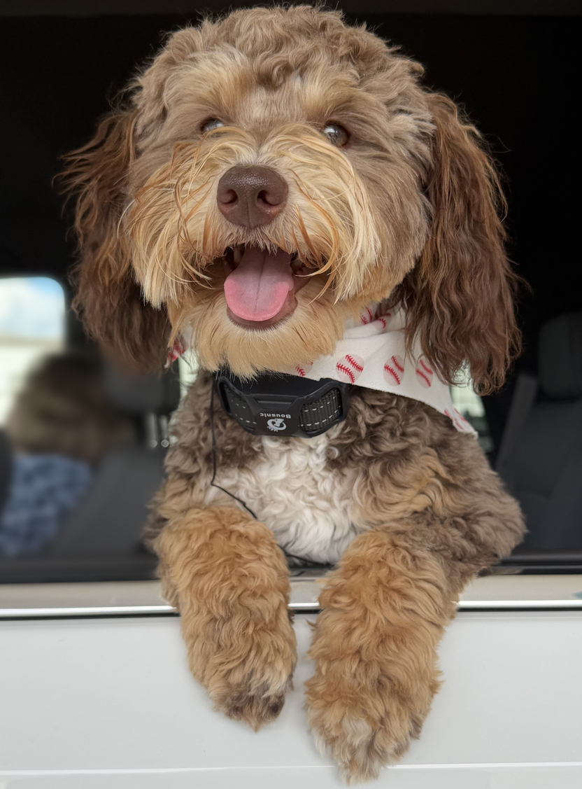 Maverick
