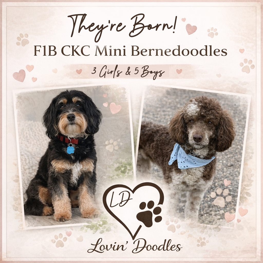 Mini Bernedoodle Litter Available in 2026 - Lovin' Doodles