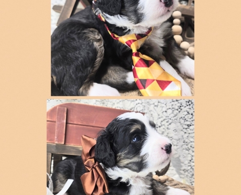 Mini Bernedoodle Puppies Fall 2026-1 Available Mini Bernendoodle Puppies for Sale Fall 2026