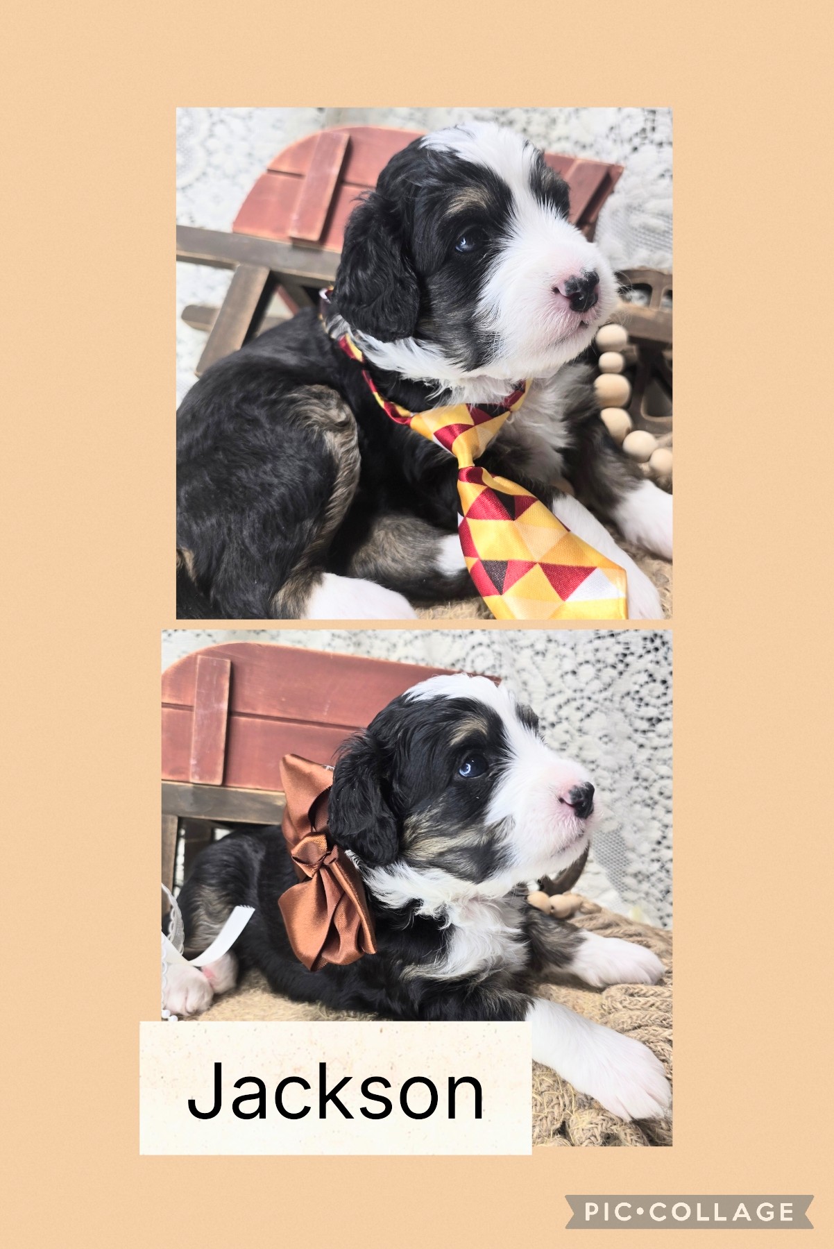 Mini Bernedoodle Puppies Fall 2026-1 Available Mini Bernendoodle Puppies for Sale Fall 2026