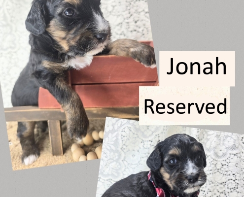 Mini Bernedoodle Puppies Fall 2026-2