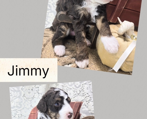 Mini Bernedoodle Puppies Fall 2026-4 Available Mini Bernendoodle Puppies for Sale Fall 2026