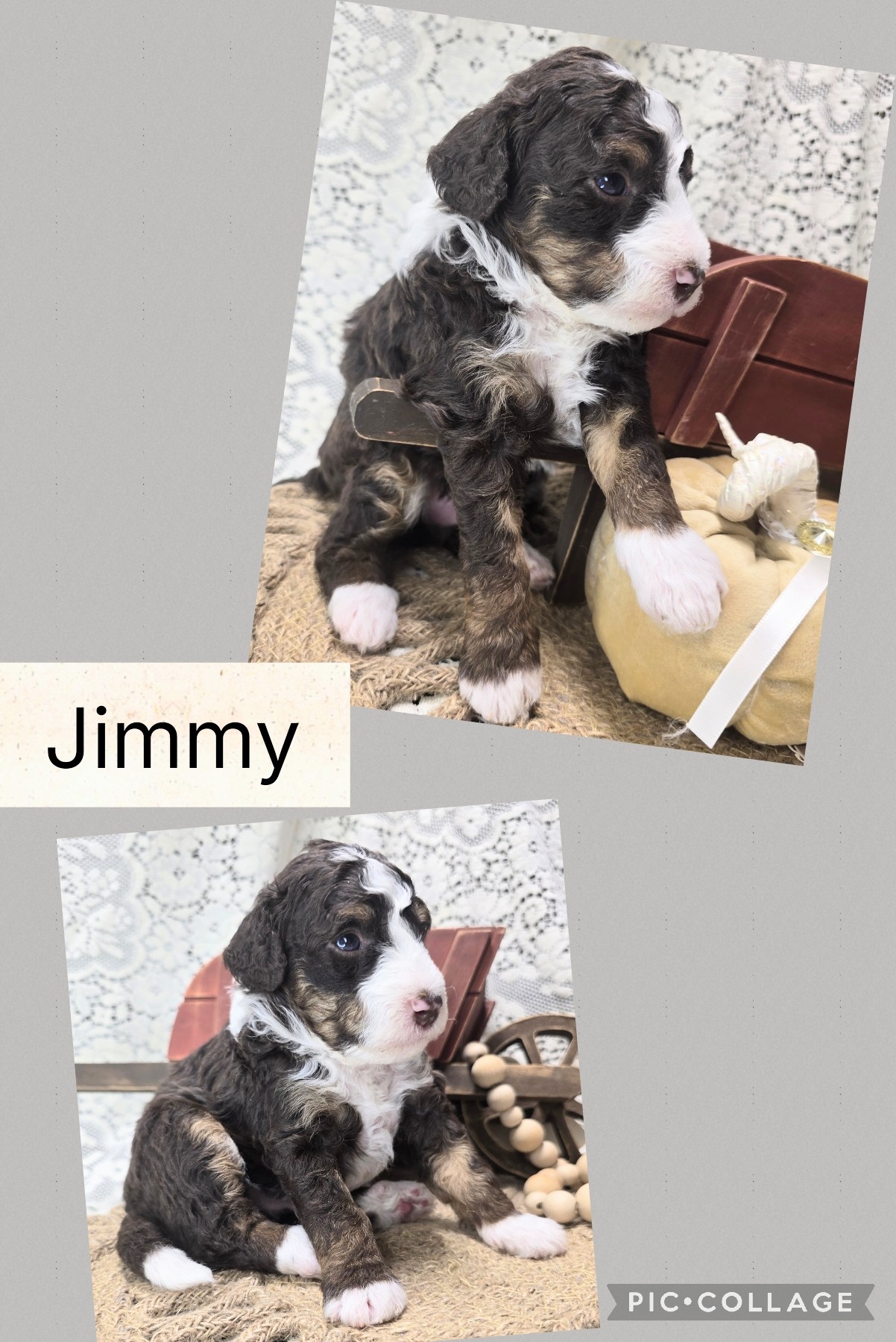 Mini Bernedoodle Puppies Fall 2026-4 Available Mini Bernendoodle Puppies for Sale Fall 2026