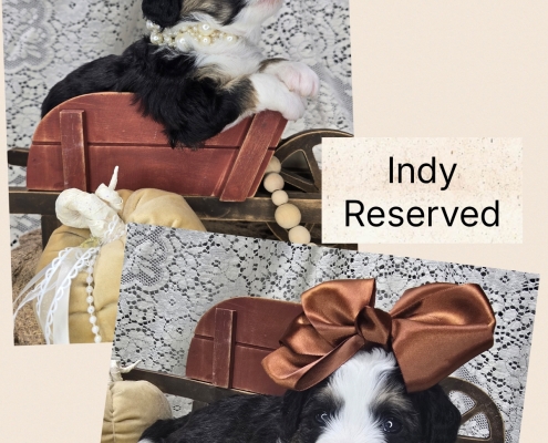 Mini Bernedoodle Puppies Fall 2026-5 Available Mini Bernendoodle Puppies for Sale Fall 2026
