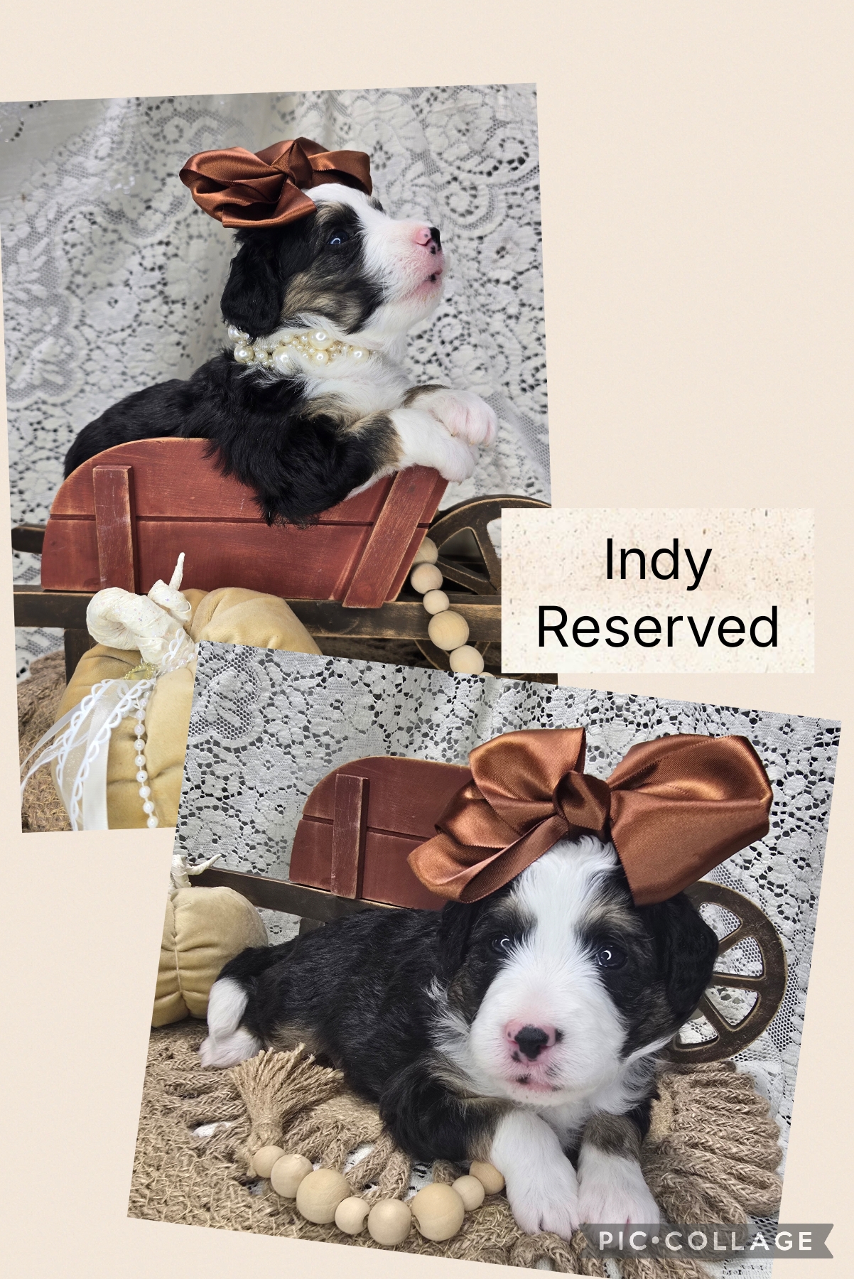 Mini Bernedoodle Puppies Fall 2026-5 Available Mini Bernendoodle Puppies for Sale Fall 2026
