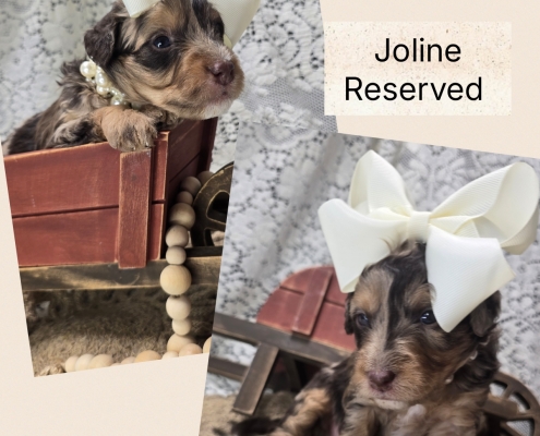 Mini Bernedoodle Puppies Fall 2026-6 Available Mini Bernendoodle Puppies for Sale Fall 2026