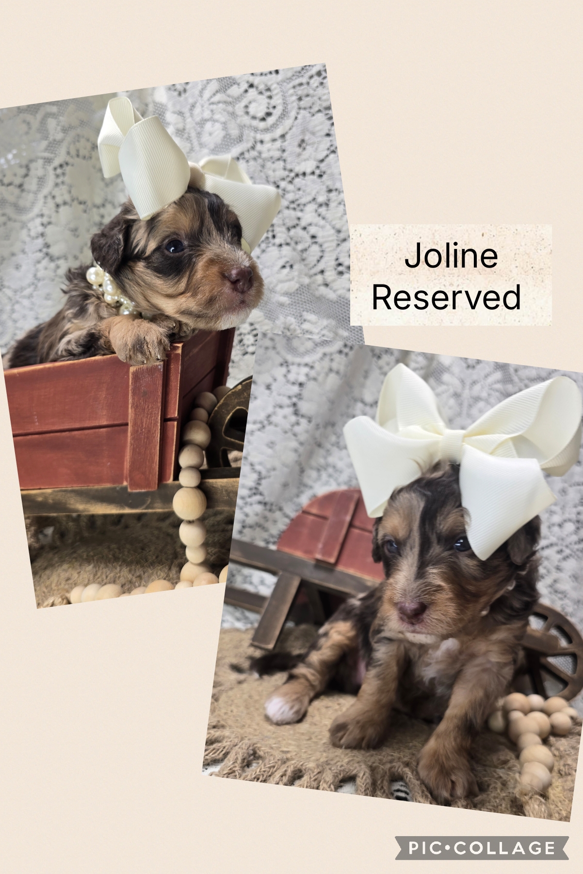 Mini Bernedoodle Puppies Fall 2026-6 Available Mini Bernendoodle Puppies for Sale Fall 2026
