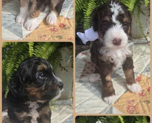 Mini Bernedoodle Puppy Collage - 2026-10-09