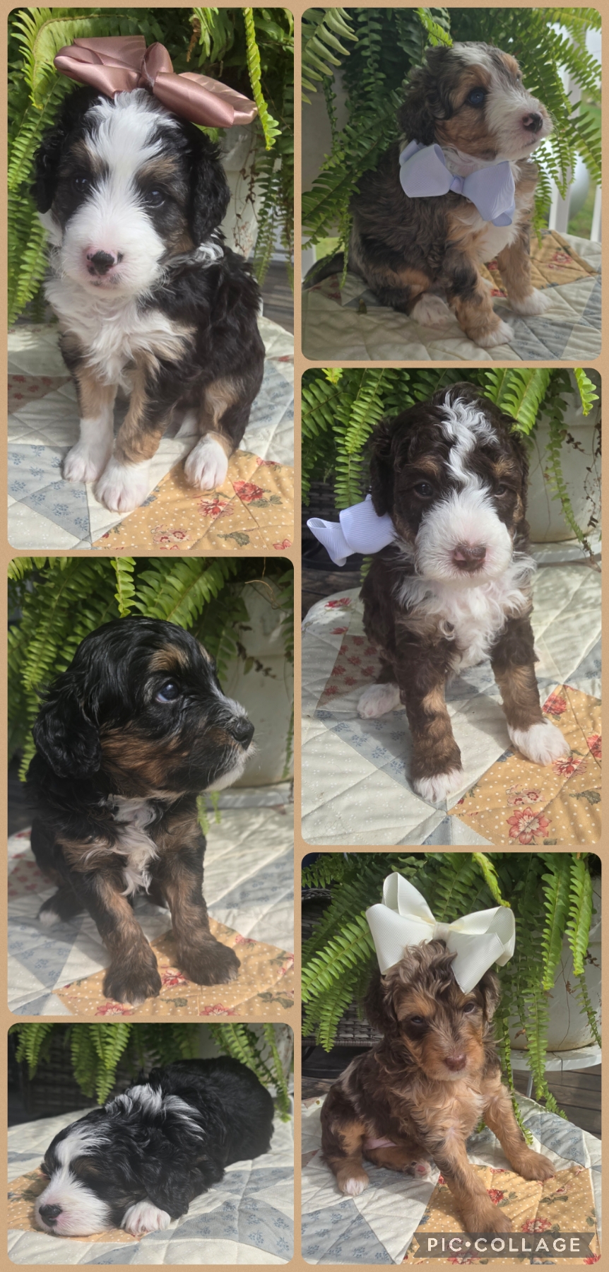 Mini Bernedoodle Puppy Collage - 2026-10-09