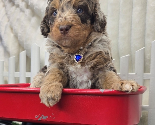 New Bernedoodle Littler For Adoption - April 2026 -1