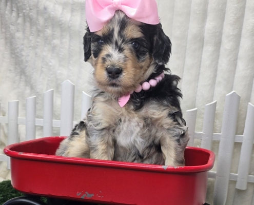New Bernedoodle Littler For Adoption - April 2026 -2