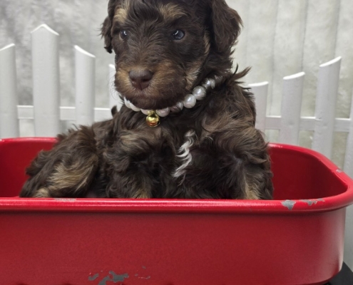 New Bernedoodle Littler For Adoption - April 2026 -3