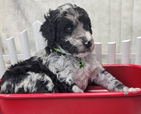 New Bernedoodle Littler For Adoption - April 2026 -4