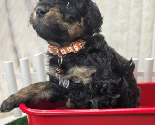 New Bernedoodle Littler For Adoption - April 2026 -5