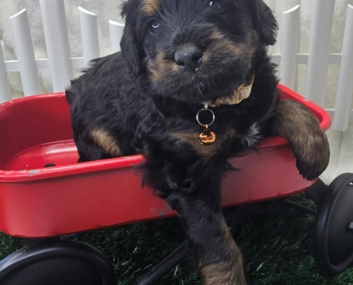 New Bernedoodle Littler For Adoption - April 2026 -6