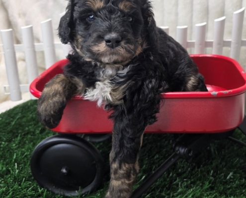 New Bernedoodle Littler For Adoption - April 2026 -7
