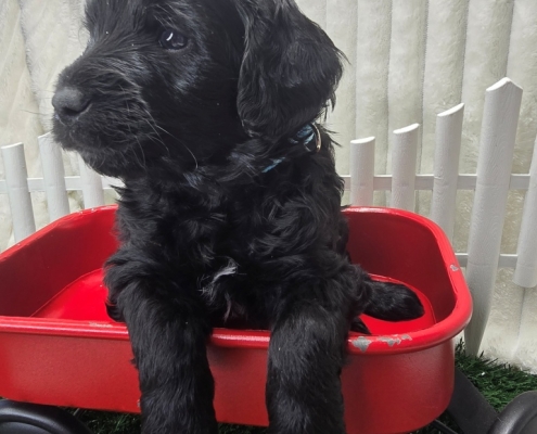 New Bernedoodle Littler For Adoption - April 2026 -8