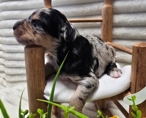 New Bernedoodle Littler For Adoption - March 2026 -1