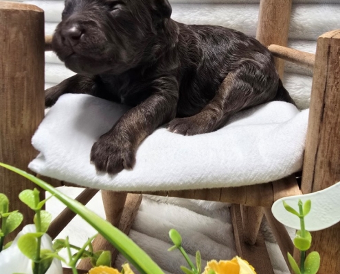 New Bernedoodle Littler For Adoption - March 2026 -2