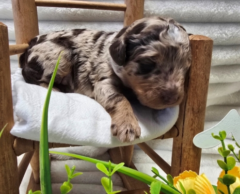 New Bernedoodle Littler For Adoption - March 2026 -3