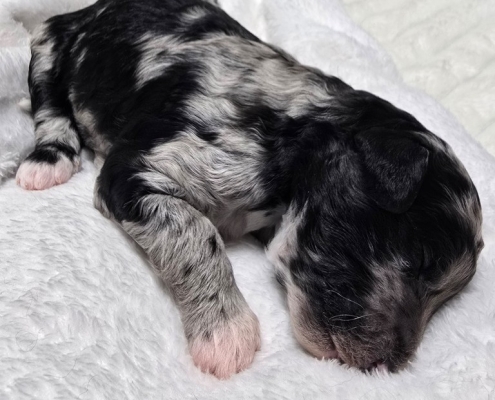New Bernedoodle Littler For Adoption - March 2026 -4