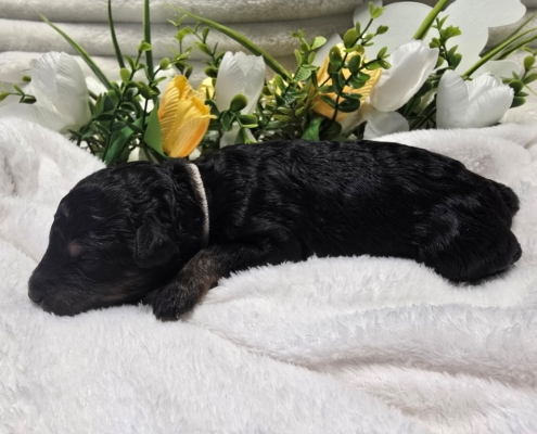 New Bernedoodle Littler For Adoption - March 2026 -5