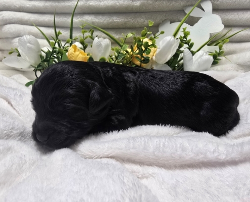 New Bernedoodle Littler For Adoption - March 2026 -6