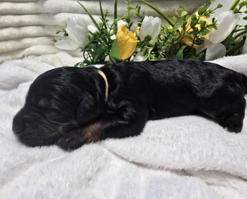 New Bernedoodle Littler For Adoption - March 2026 -7