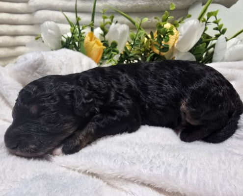 New Bernedoodle Littler For Adoption - March 2026 -8