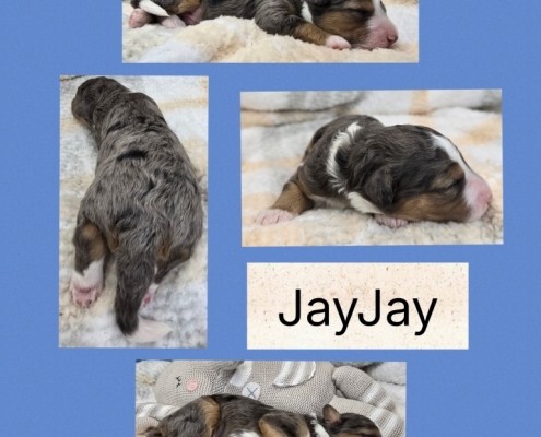 Sept 2026 Mini Bernedoodle Litter 1
