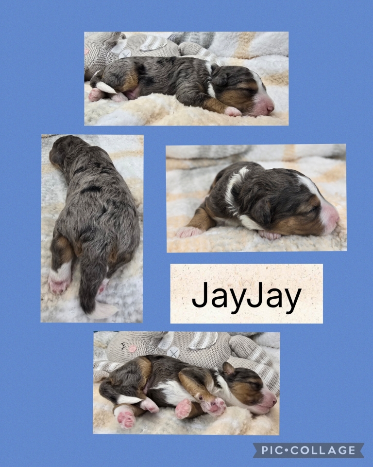 Sept 2026 Mini Bernedoodle Litter 1
