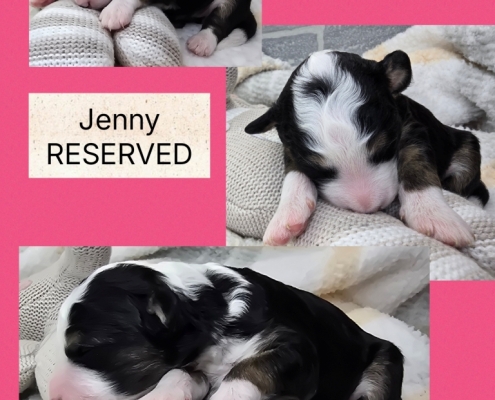 Sept 2026 Mini Bernedoodle Litter 2