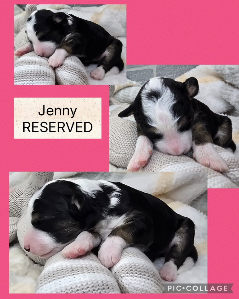 Sept 2026 Mini Bernedoodle Litter 2