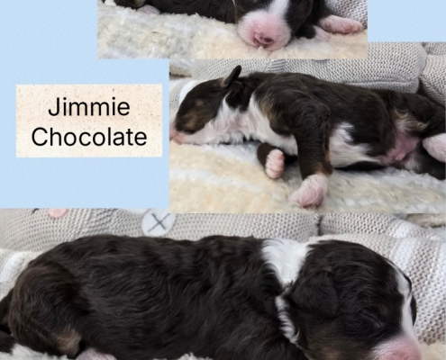 Sept 2026 Mini Bernedoodle Litter 3