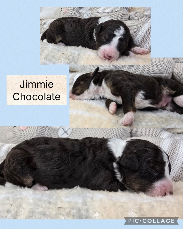 Sept 2026 Mini Bernedoodle Litter 3