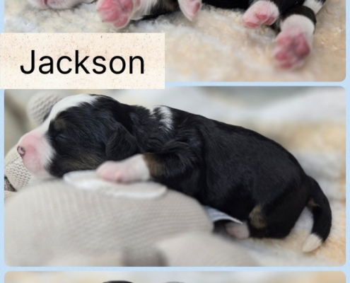 Sept 2026 Mini Bernedoodle Litter 5