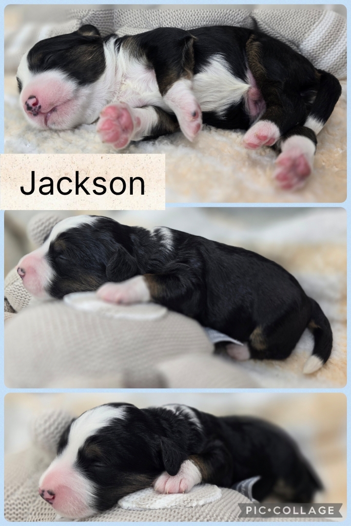 Sept 2026 Mini Bernedoodle Litter 5