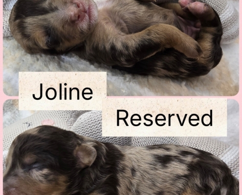 Sept 2026 Mini Bernedoodle Litter 6