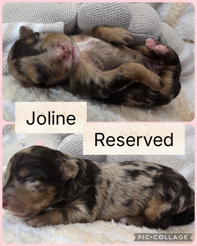 Sept 2026 Mini Bernedoodle Litter 6